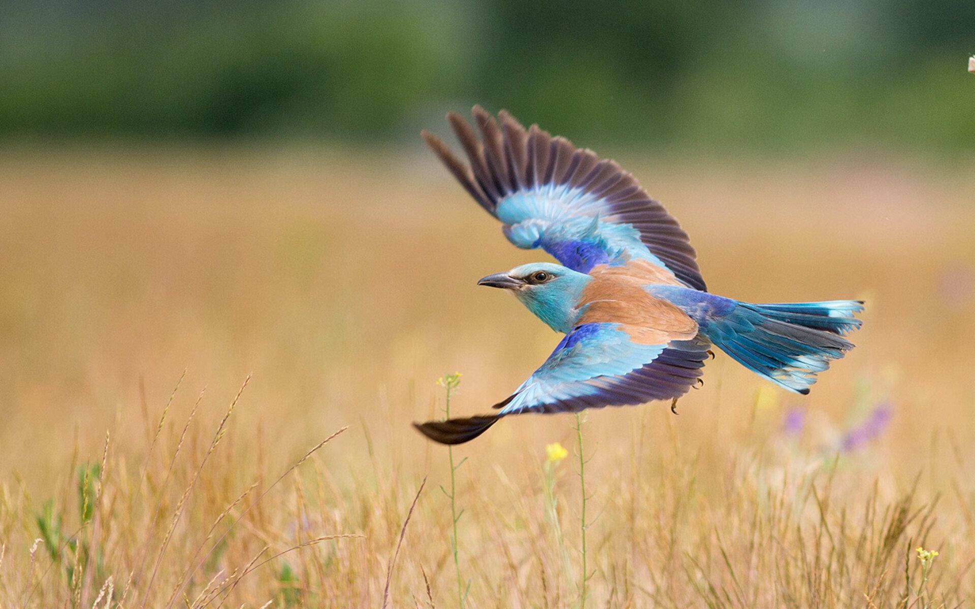 _未来极限赛车:绿色科技引领新纪元_,未来赛车图片
