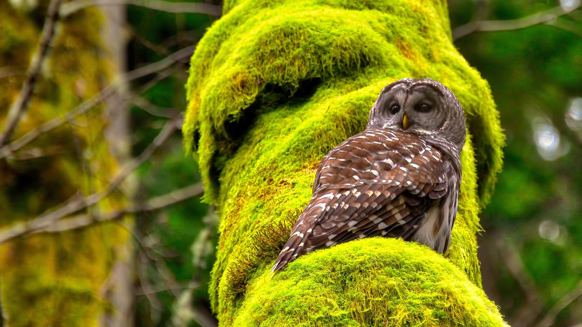 “法甲劲旅鏖战,积分榜变化频繁令人震惊”,法甲积分榜规则