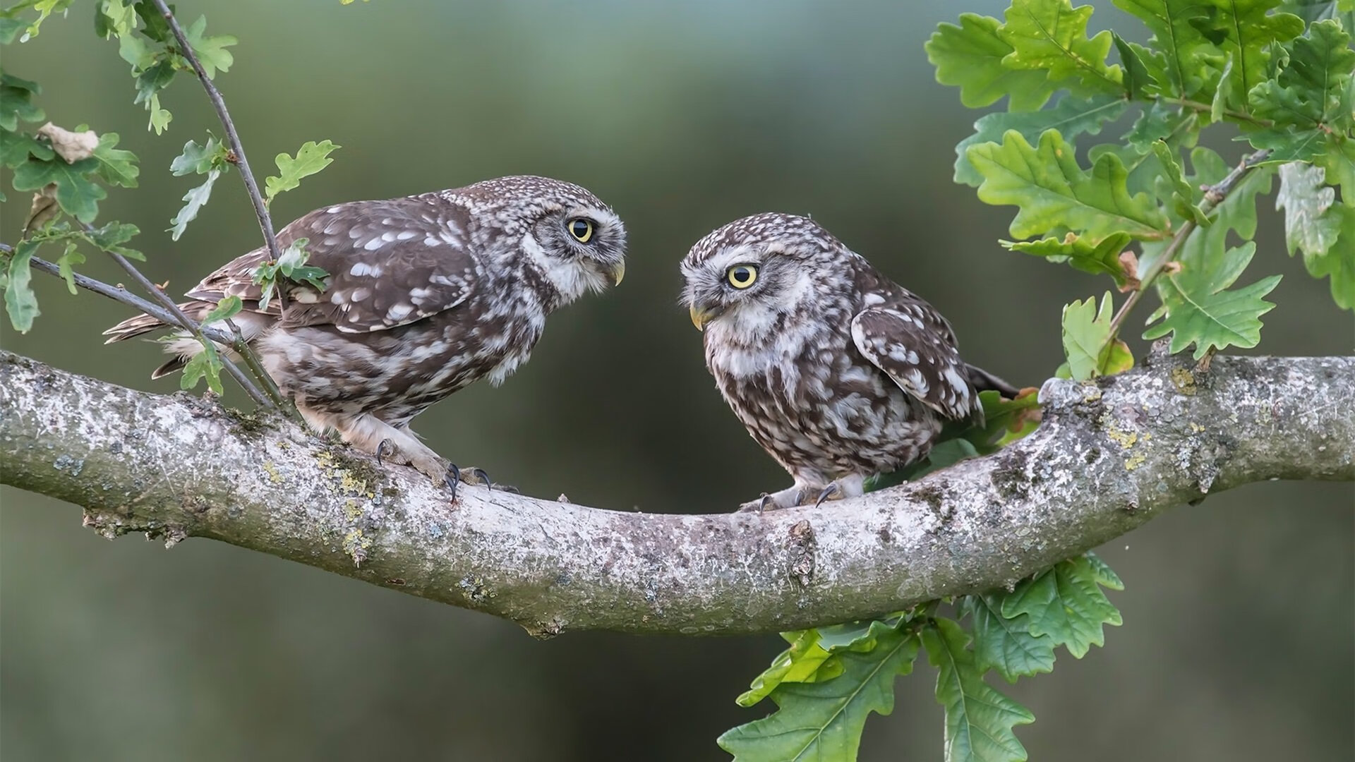 AYXSPORTSAPP-大咖点评：体育专家对比赛结果的分析，体育行业专家