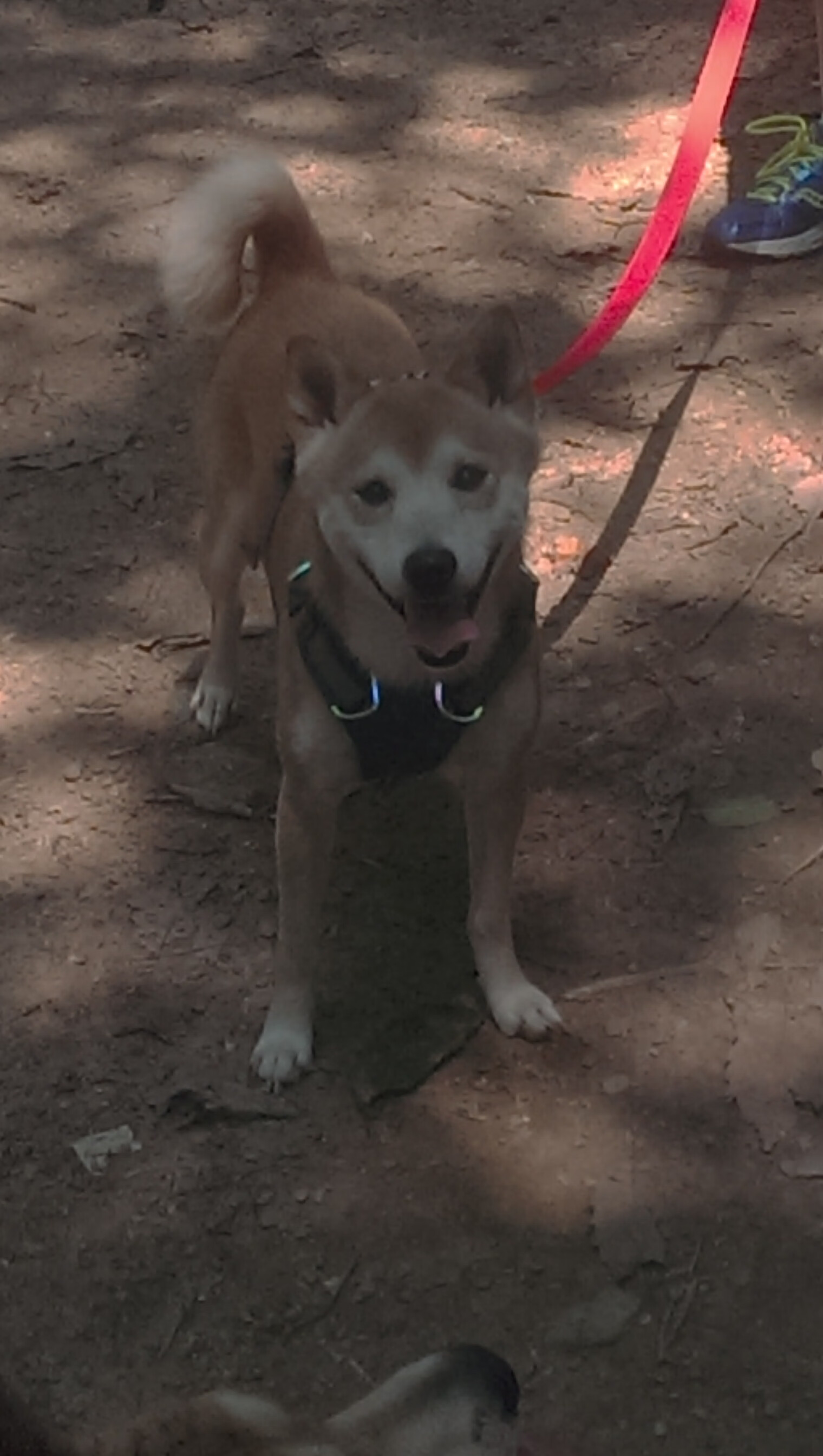 德甲引领欧洲足球科技创新,打造智慧赛事,德甲用球2020