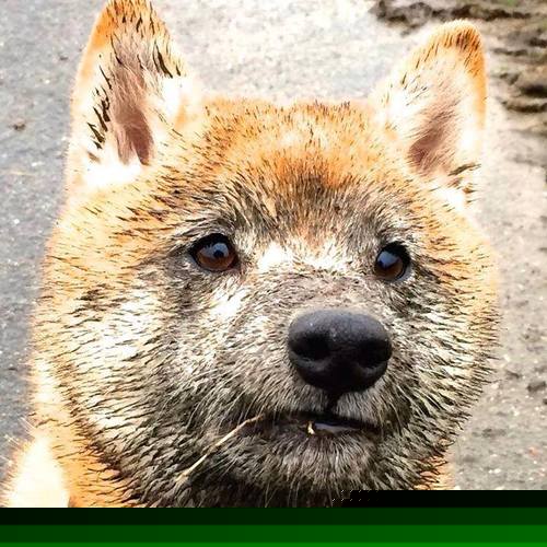 德甲引领绿色足球运动理念,推动可持续发展,德甲绿色球衣