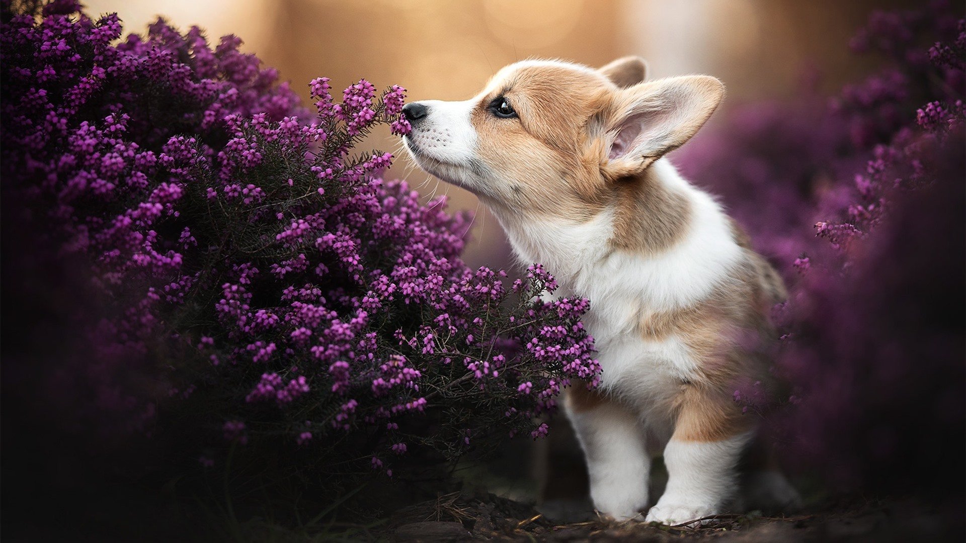 AYX GAMING-终点线上的生死时速，生死终点站