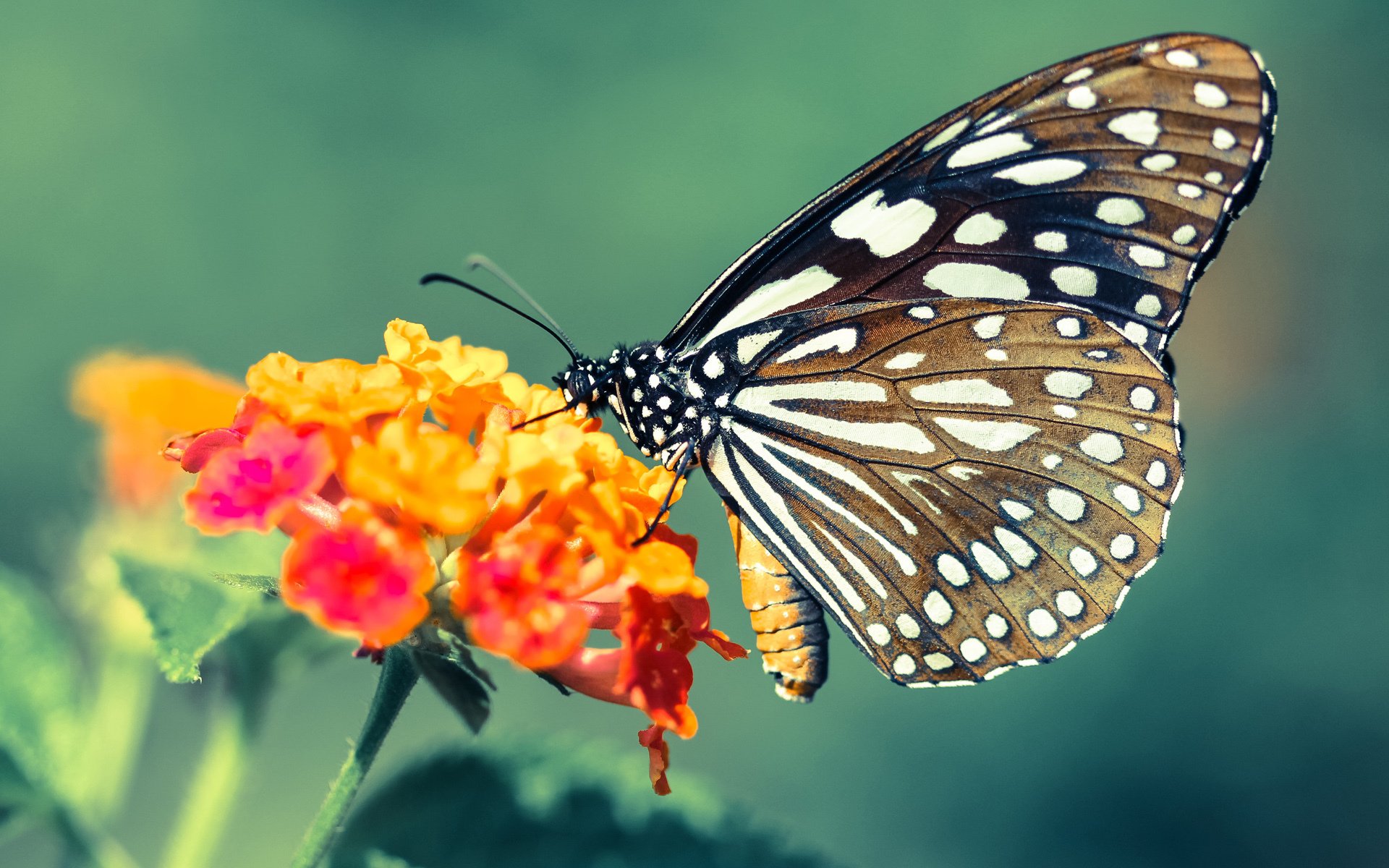 AYX官网-经典NBA比赛回放：那些瞬间永远无法被超越，nba经典比赛回顾视频