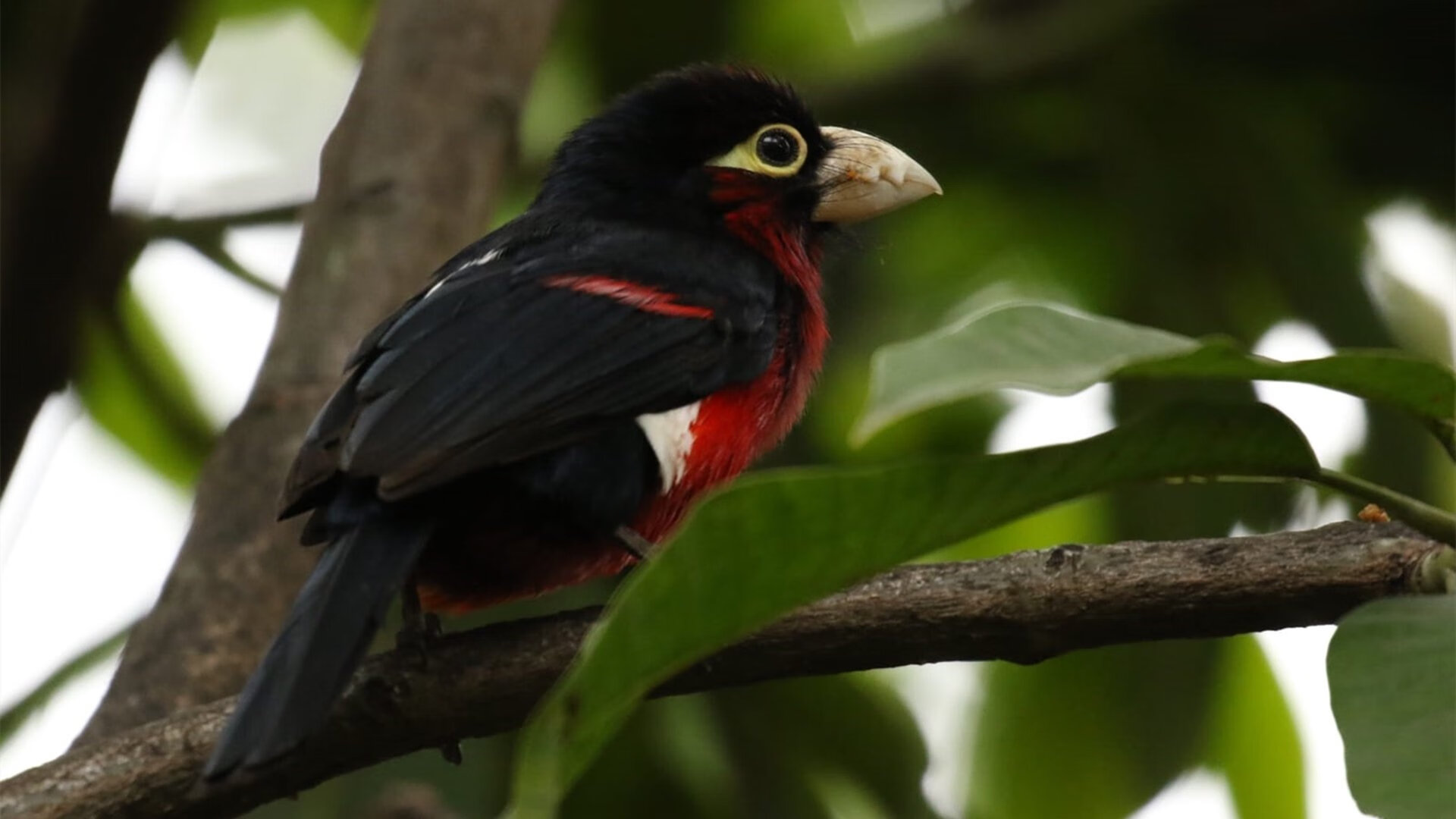 裁判判瑞士越位，球员回应：“我只是滑远了！”，瑞典足球裁判