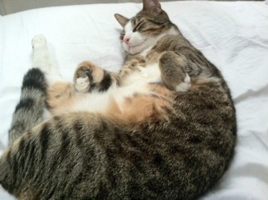 “逆转奇迹!湖人最后一分钟逆袭热火燃爆全场”,湖人最后一场常规赛