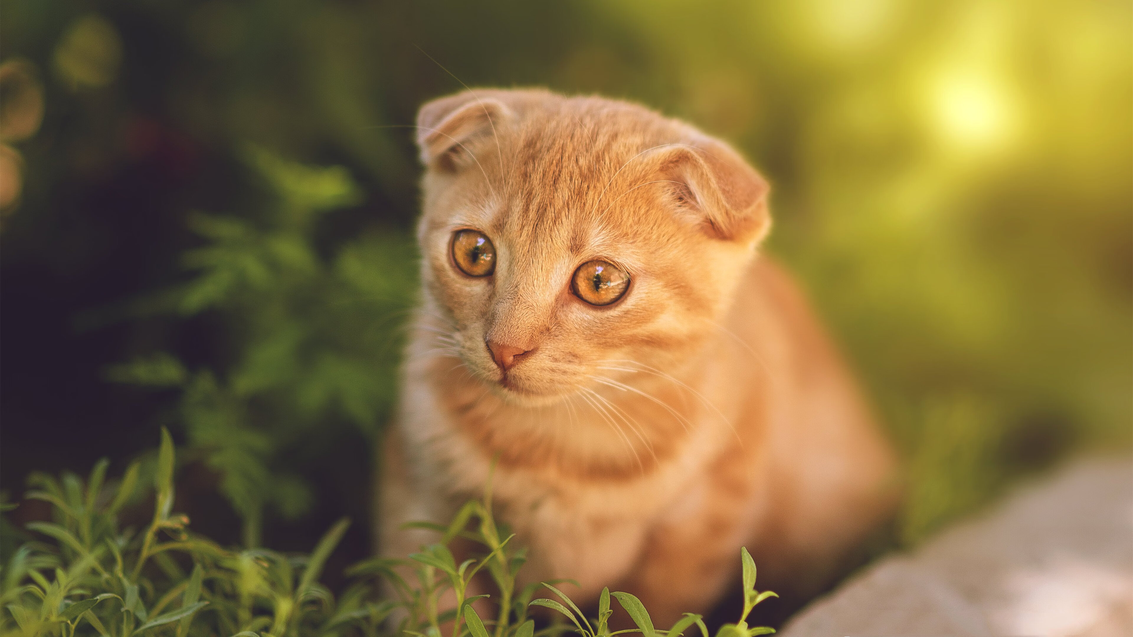 “逆风翻盘”时代：车队的战术逆转史诗