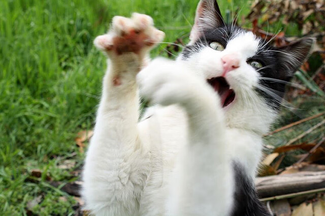 《原神》电竞化可能性与《崩坏3》赛事前景的探讨，原神和崩坏3哪个好玩2021