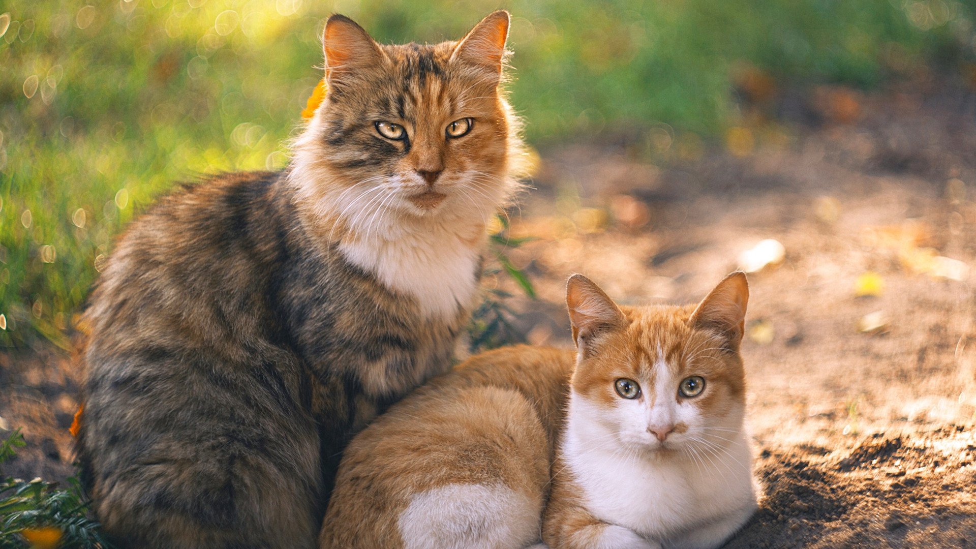 《新兴游戏风格逐渐崛起:卡牌、模拟、策略迎来春天》,卡牌类新游