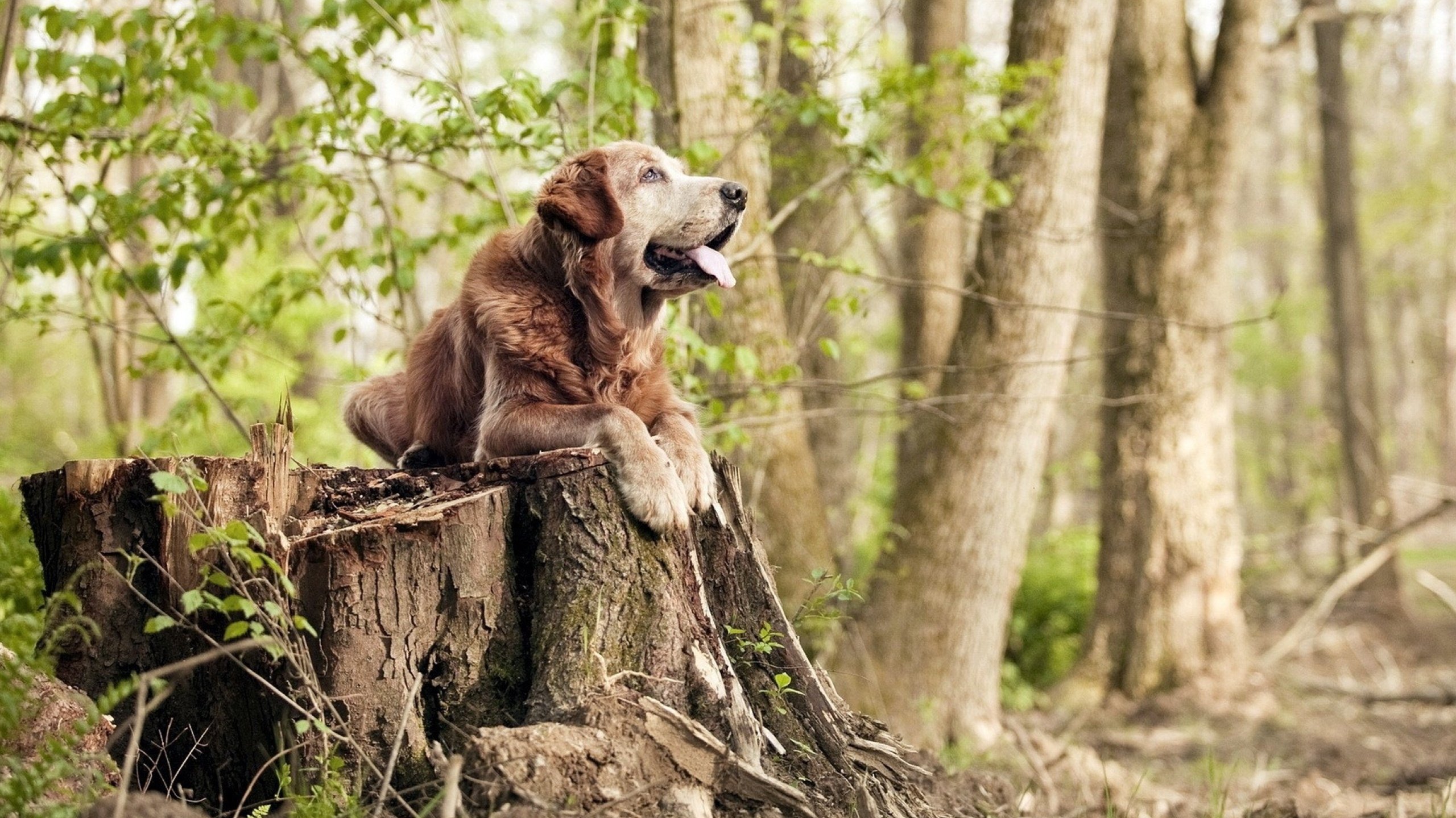 【罚分规则深度解读】不同犯规的处罚标准及应对策略,犯规罚球规则