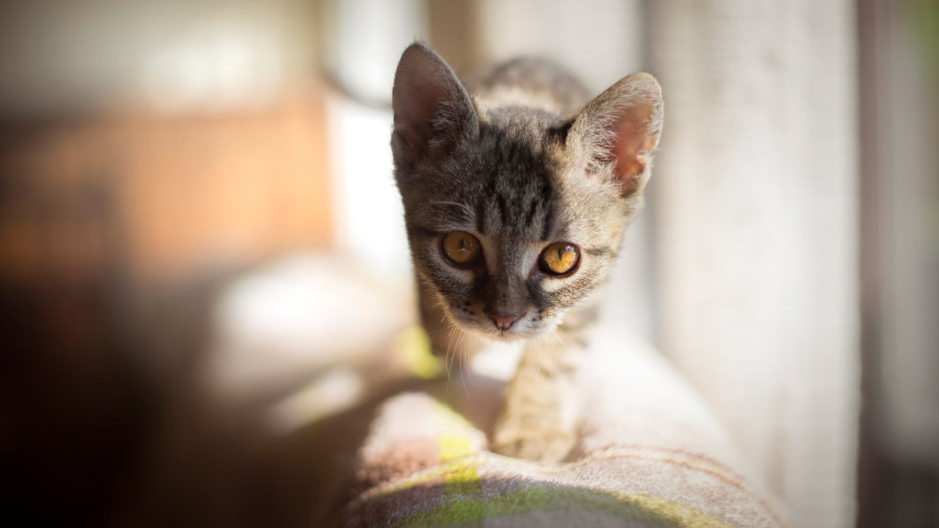 哈登是否还在联盟顶级控卫行列,哈登是否出战