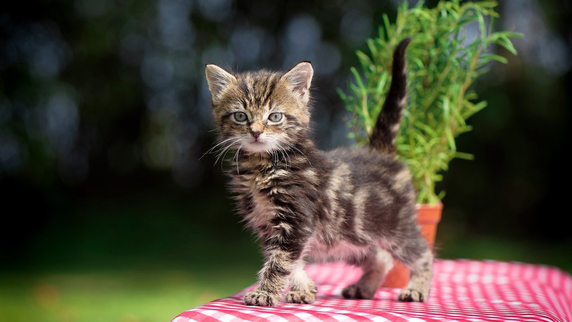 AYX GAME-墨西哥女足未能晋级，小组赛出局，墨西哥女子足球直播