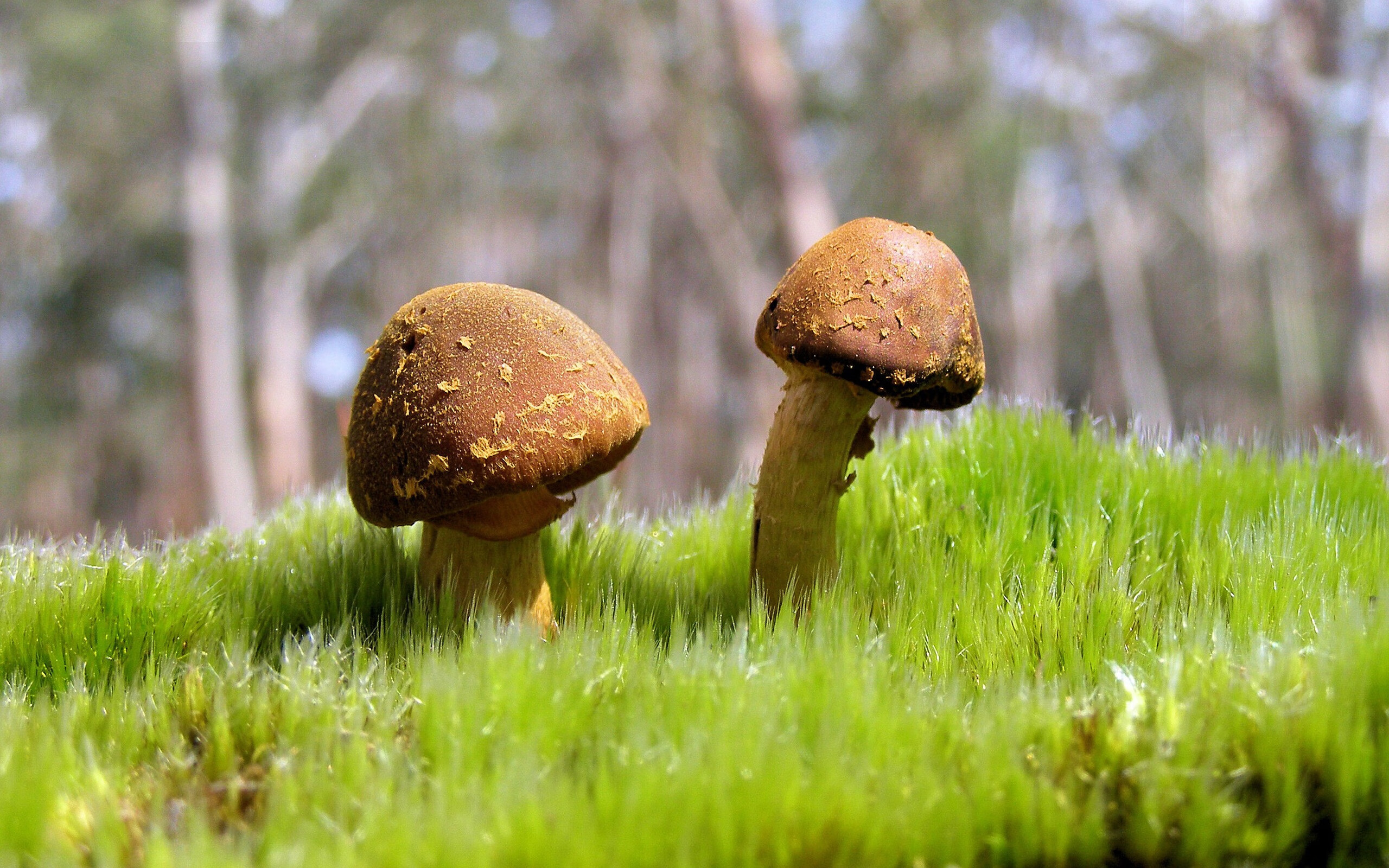 墨西哥女足突破重围,实力暴露无遗,美国墨西哥女足