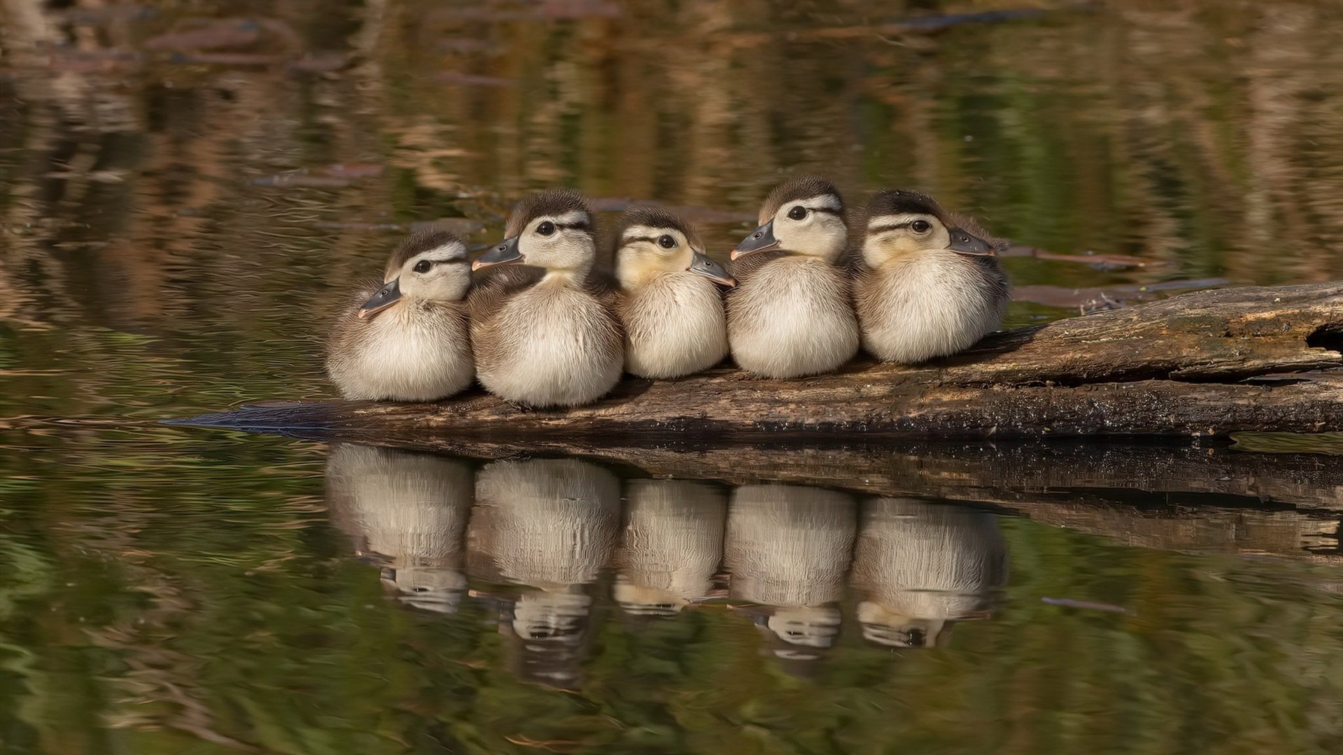 克罗地亚队在巴黎奥运会手球比赛中表现出色,晋级决赛,克罗地亚国家队赞助