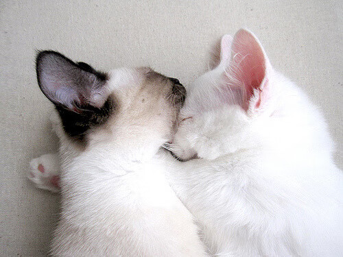 斯洛伐克队主场胜白俄罗斯,小组出线形势一片光明,斯洛伐克赢了