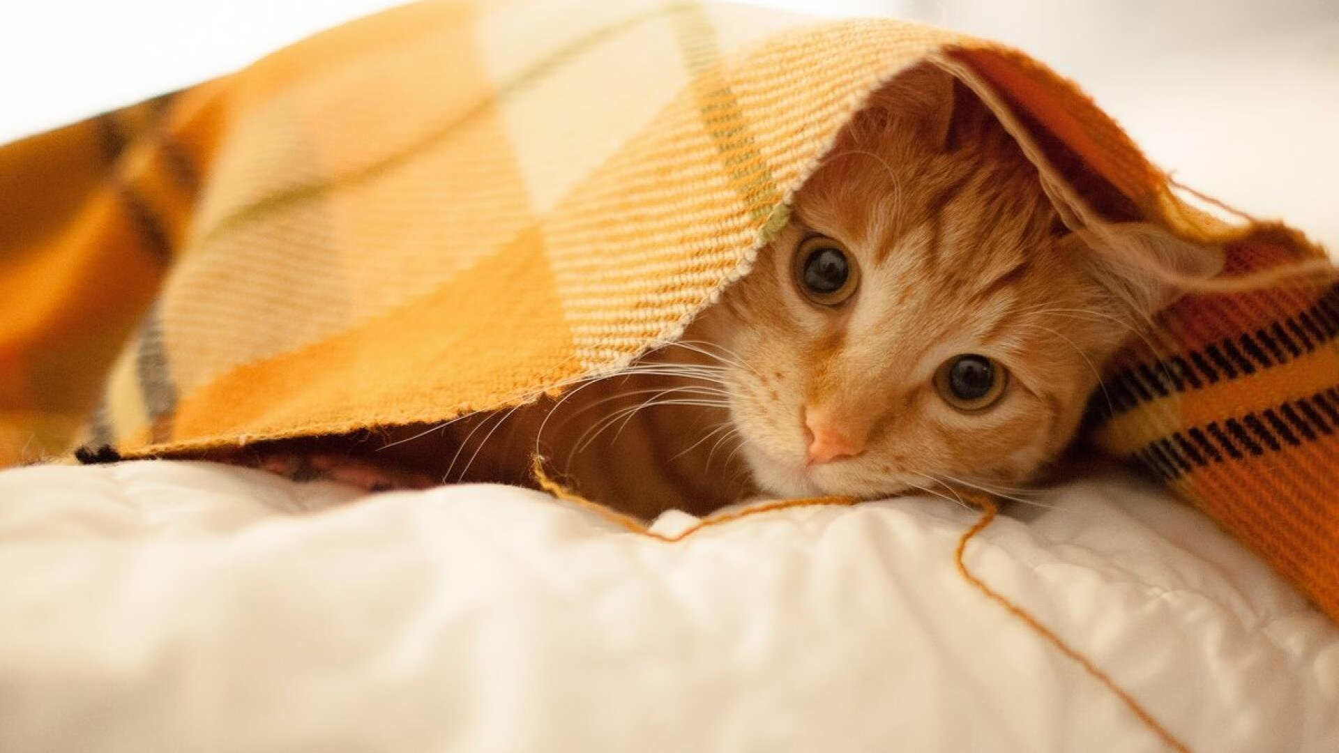 勇士队迎战季后赛关键战,库里誓扮“救世主”,勇士队的库里去哪里了