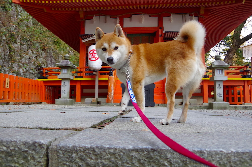 爱游戏平台-桑乔租借加盟多特蒙德，重拾状态，桑乔是多特青训吗