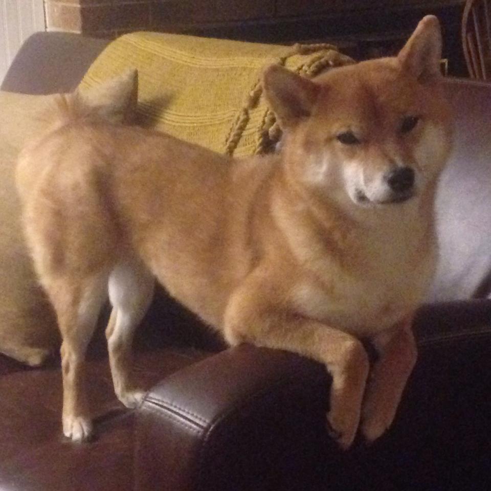 爱游戏体育APP下载-史上“最牛”逼抢：在集体防守中，蒂伊多次抢断成功，成为“球场霸主”！