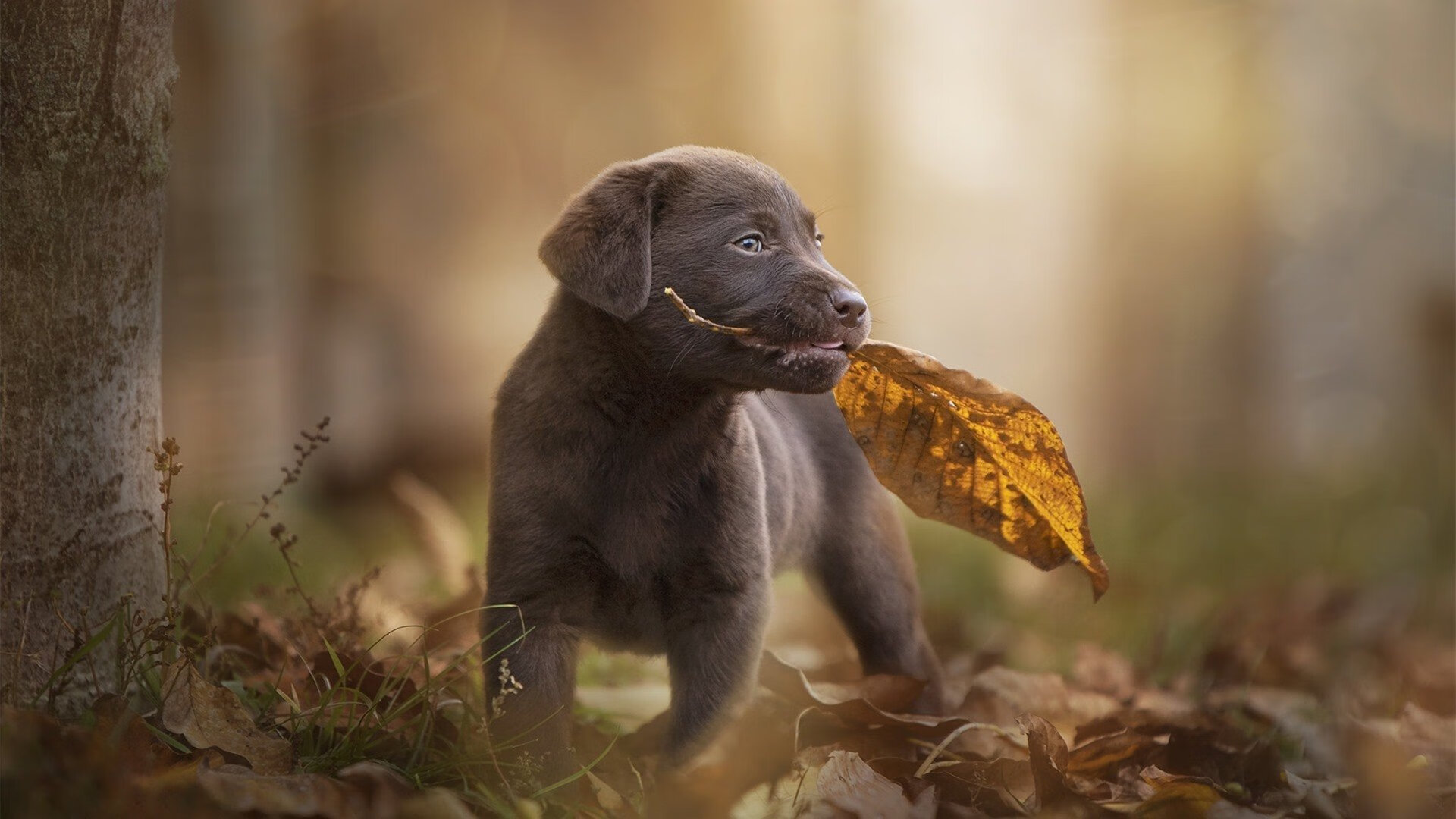 史上“最牛”逼抢：在集体防守中，蒂伊多次抢断成功，成为“球场霸主”！