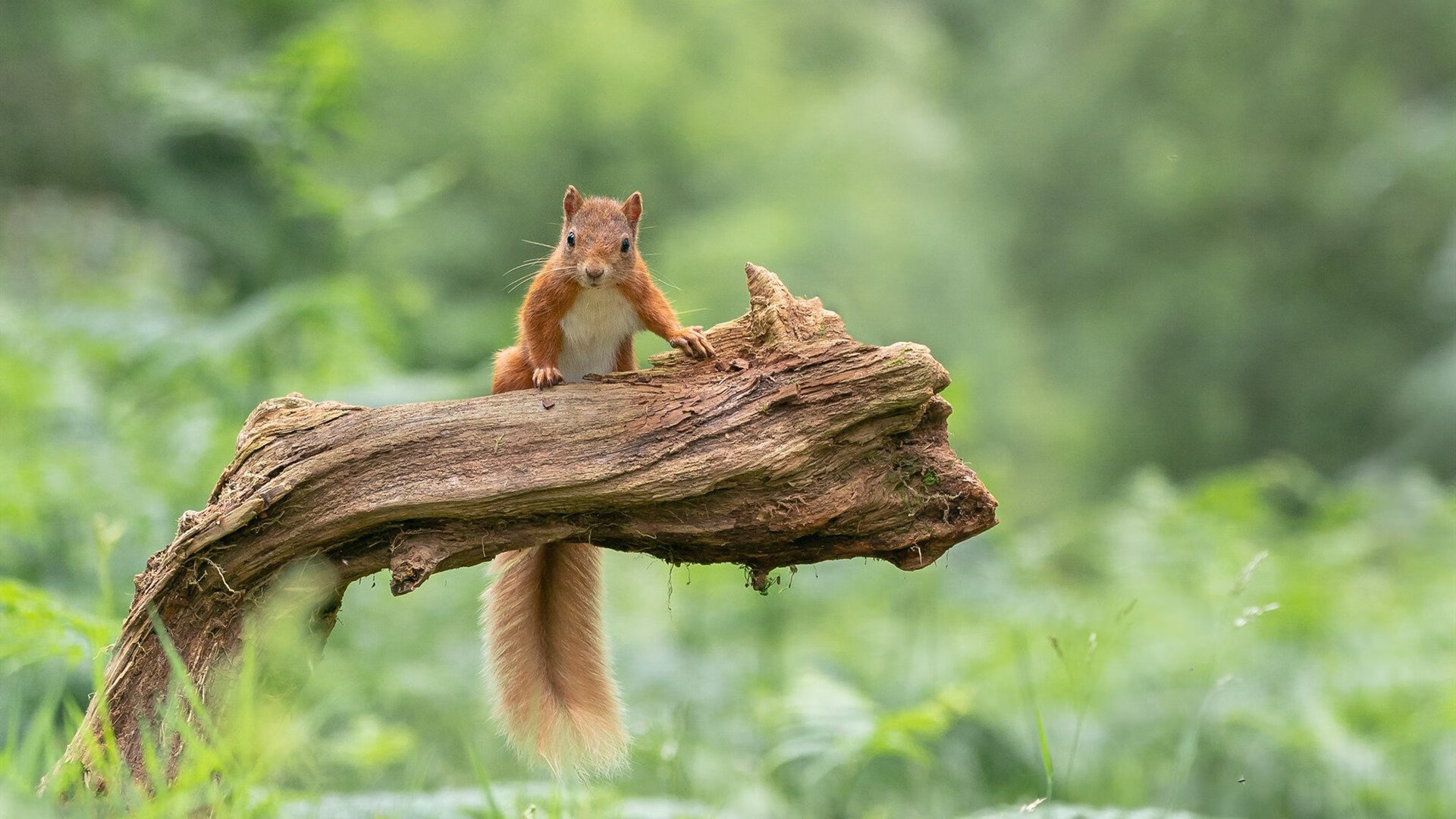 AYX体育官网-澳大利亚球队获得亚洲联赛冠军，成为焦点，澳大利亚球队亚冠成绩