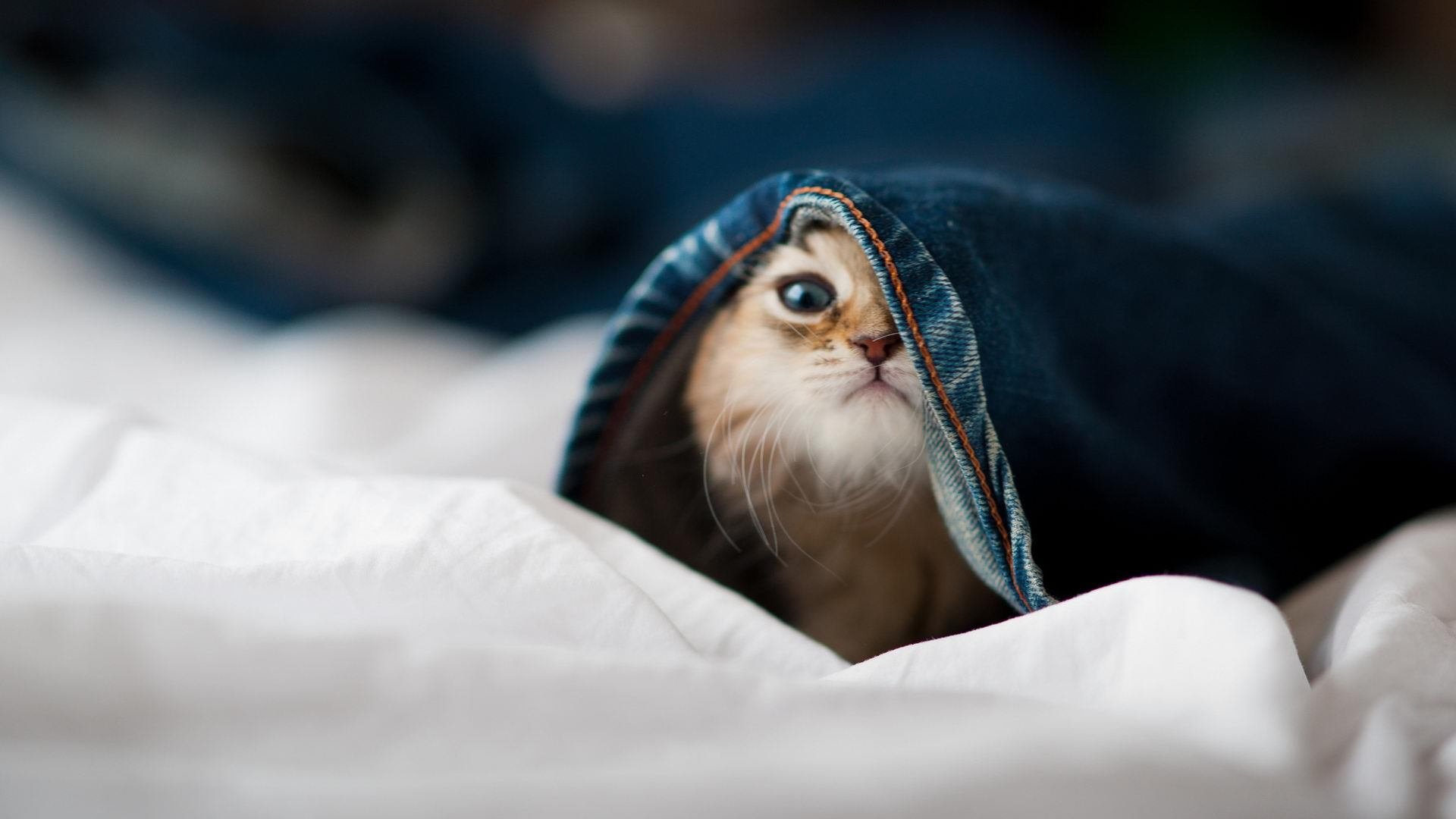 爱游戏娱乐平台-皇马后卫状态回升，防线整体表现稳定，皇马的后防线阵容