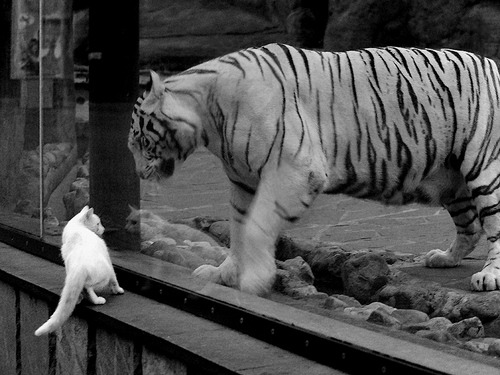 缅因凯尔特人核心球员伤愈回归,缅因凯米尔色好不好