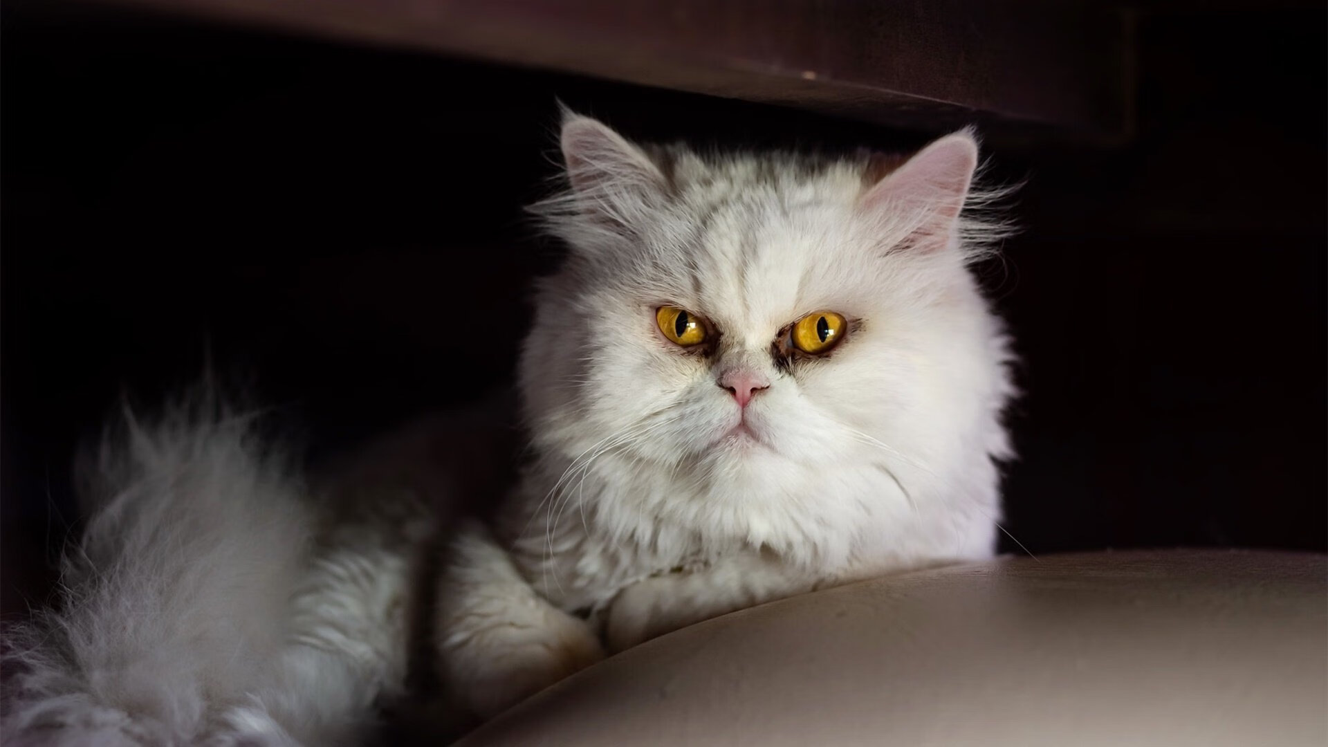 莱斯特城主帅布伦丹·罗杰斯:目标稳固英超地位,布伦特福德vs莱斯特城比分预测