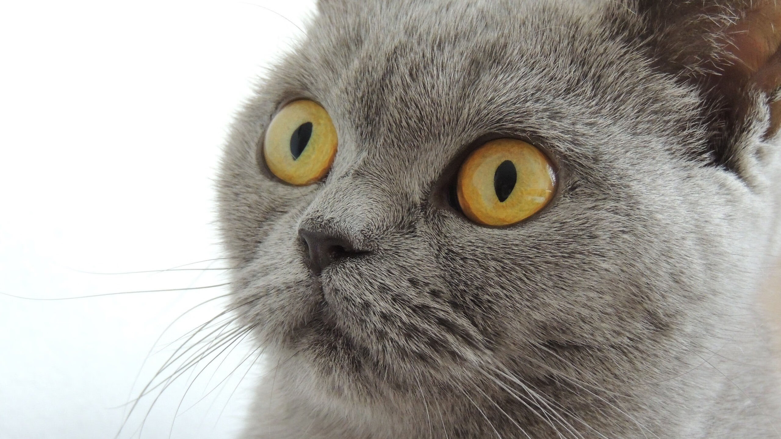 AYX体育-足球青训体系是否需借鉴国外先进经验，足球青训训练内容