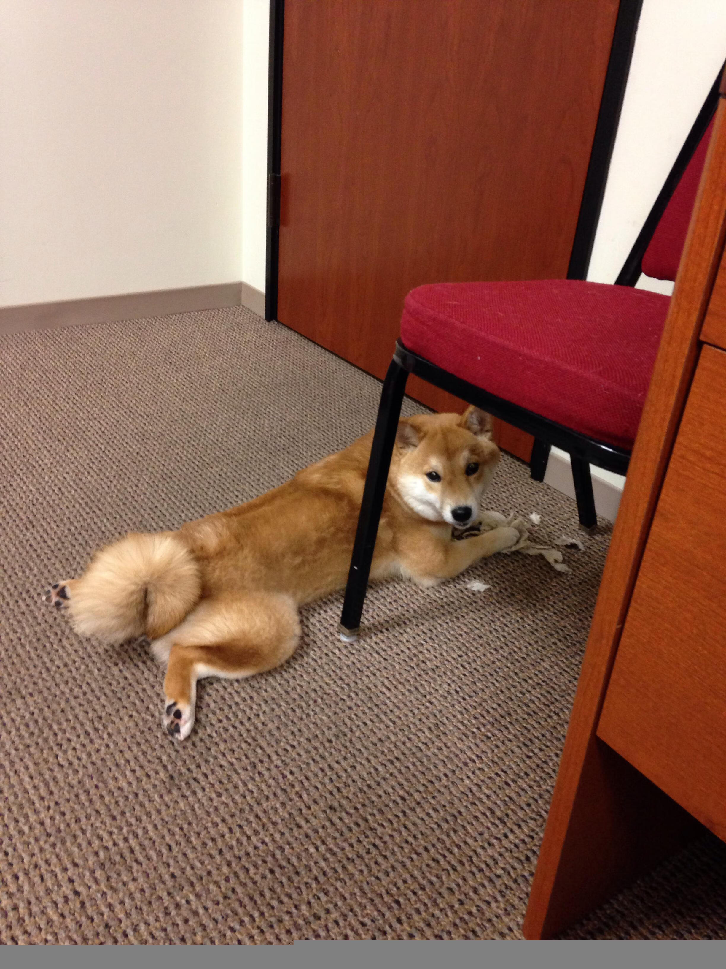 爱游戏在线登录入口-雄鹿主场战胜篮网，字母哥表现出色，雄鹿担心字母哥伤势