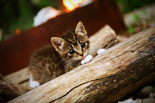 欧冠“天王”对决:谁能成为本赛季的头号英雄?,欧冠决战