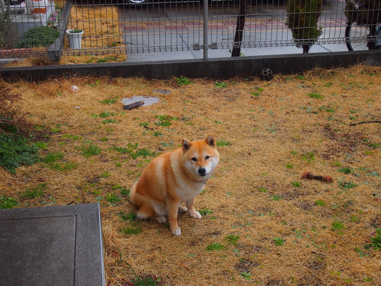 中国青少年篮球区域发展差异与对策,青少年篮球训练现状分析