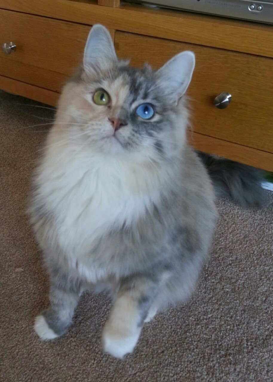 詹姆斯40+带队逆转夺冠!,詹姆斯41分