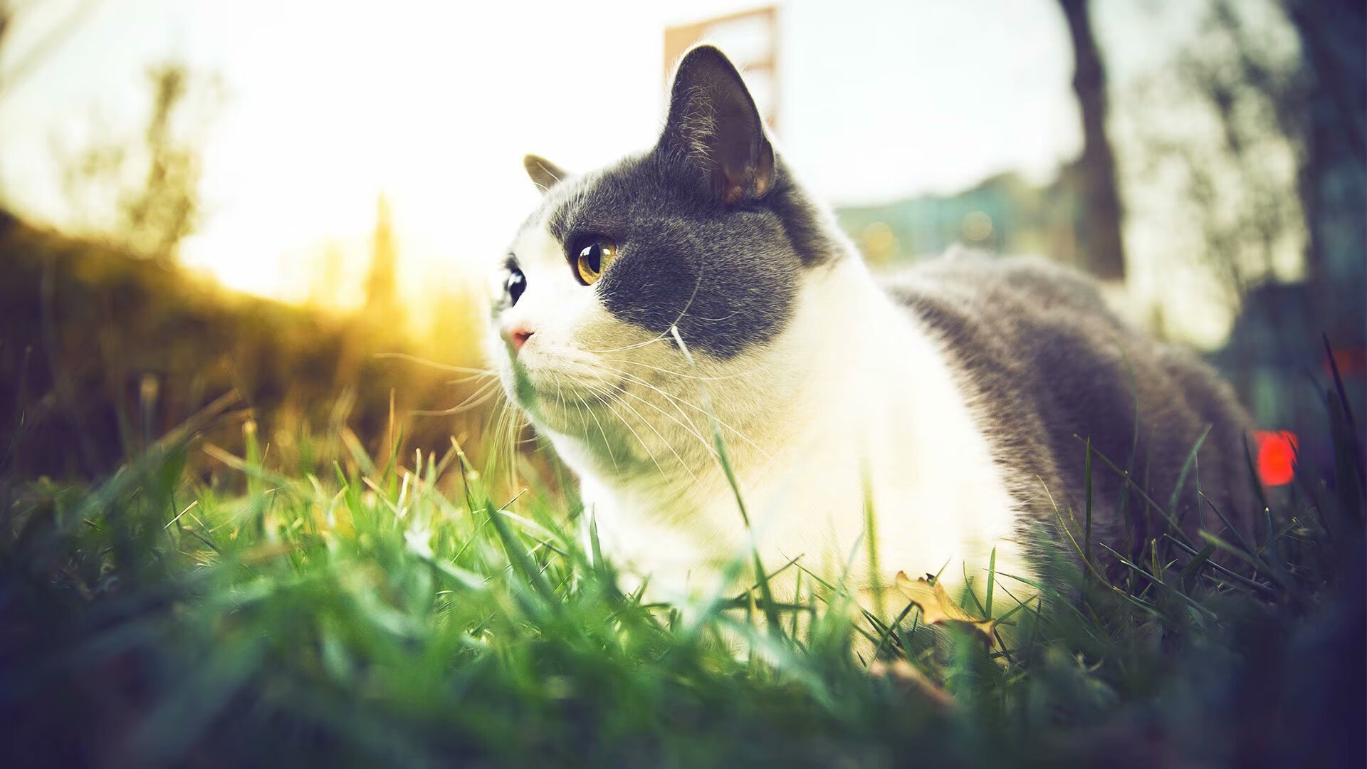 篮球运动员专项训练计划制定及个性化调整,篮球训练任务怎么写