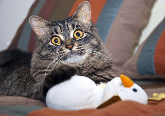 黄蜂球迷参与“设计主场助威动作”比赛,黄蜂球队