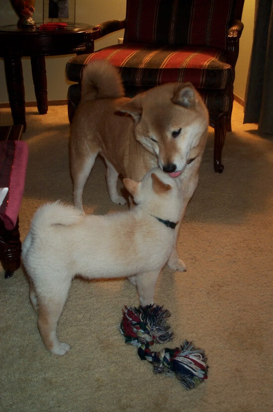 中国足球大数据分析助推科学选人，最全的足球大数据app