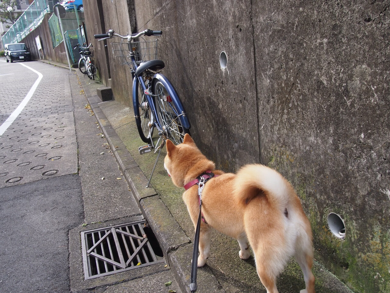 冬奥最潮队伍！墨西哥全员“墨镜+球鞋”登场