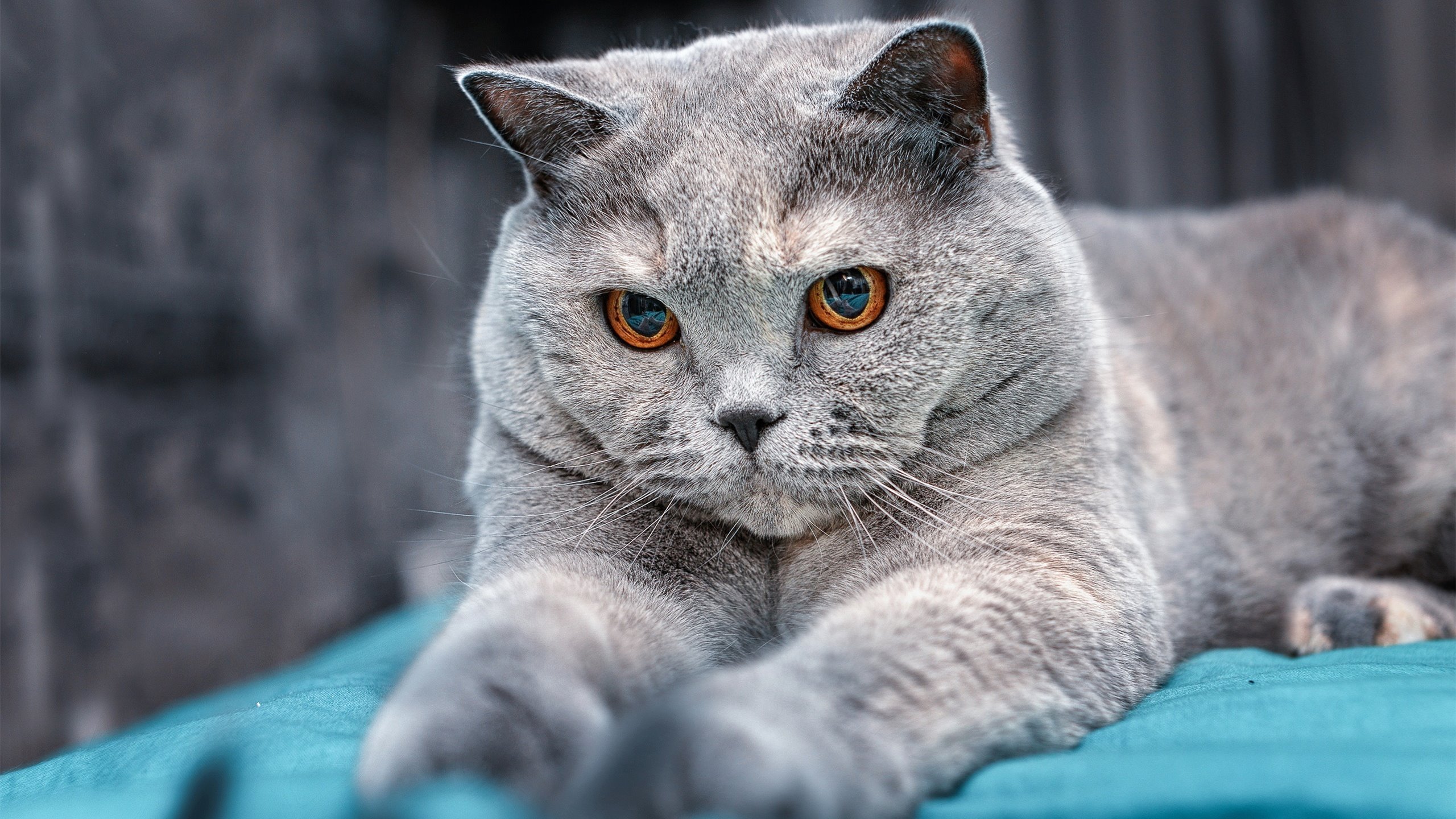 爱游戏体育平台-主场氛围是否是真正决定五大联赛胜率的秘密武器，五大联赛主场胜率最高的球队