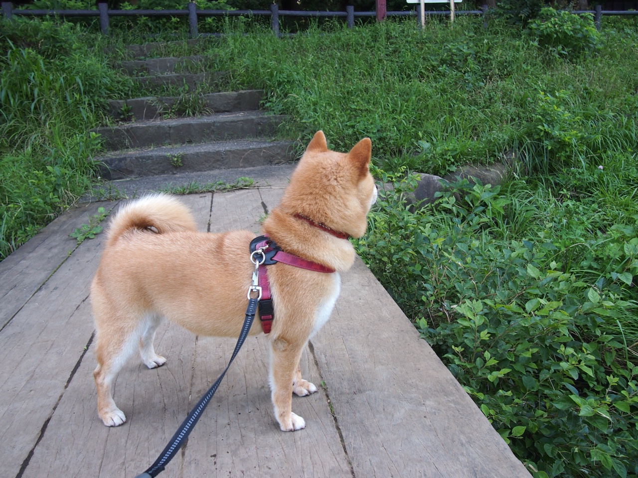 爱游戏电竞官网-亚特兰大高强度压迫赢得场上主动，亚特兰大进攻太强了