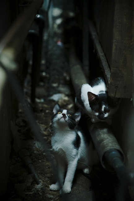 加拿大联赛观众热情持续提升,加拿大职业联赛直播