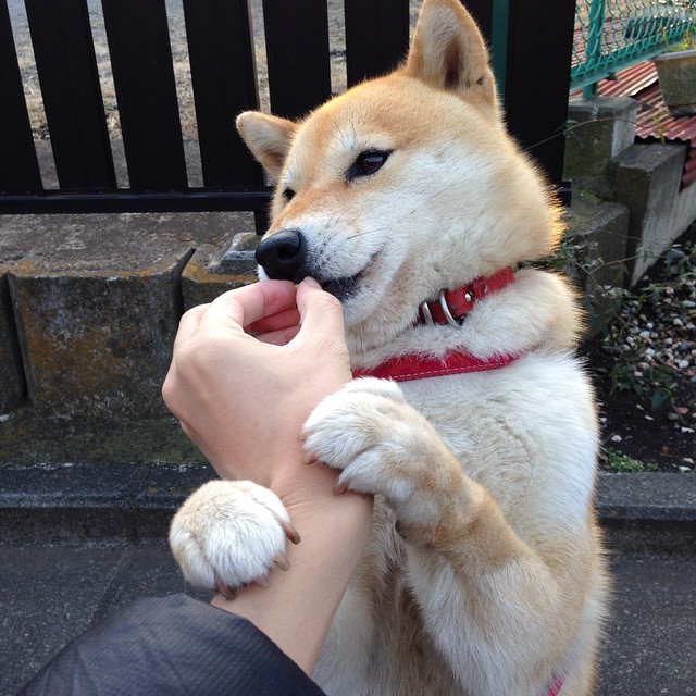 德国队在国际乒联混合团体世界杯中的赛制挑战与应对,德国乒乓球团体赛名单