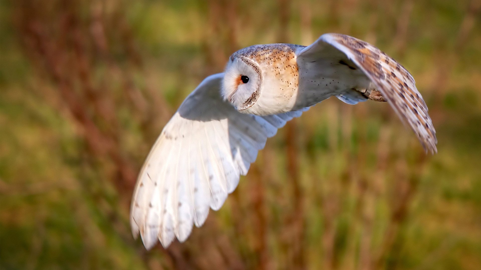 爱游戏平台-球员在高节奏下是否更容易暴露弱项，为什么有的球员很容易受伤