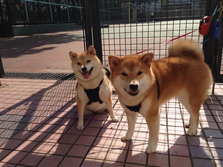 荷兰二队长补时绝杀捷克,锁定小组第一晋级,荷兰队伍
