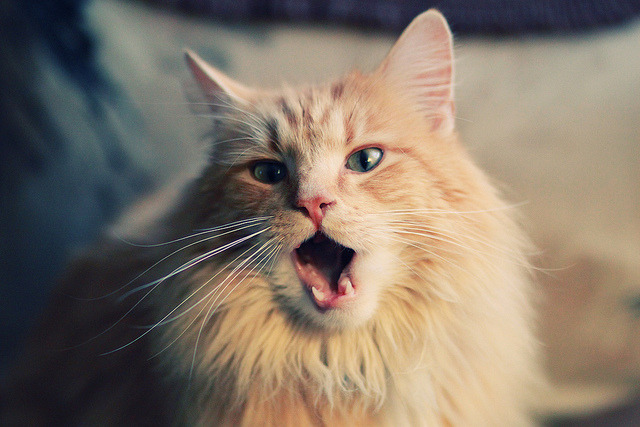 地方球队建立双语教练团队为外援及本地球员提供支持,双语教师是什么意思