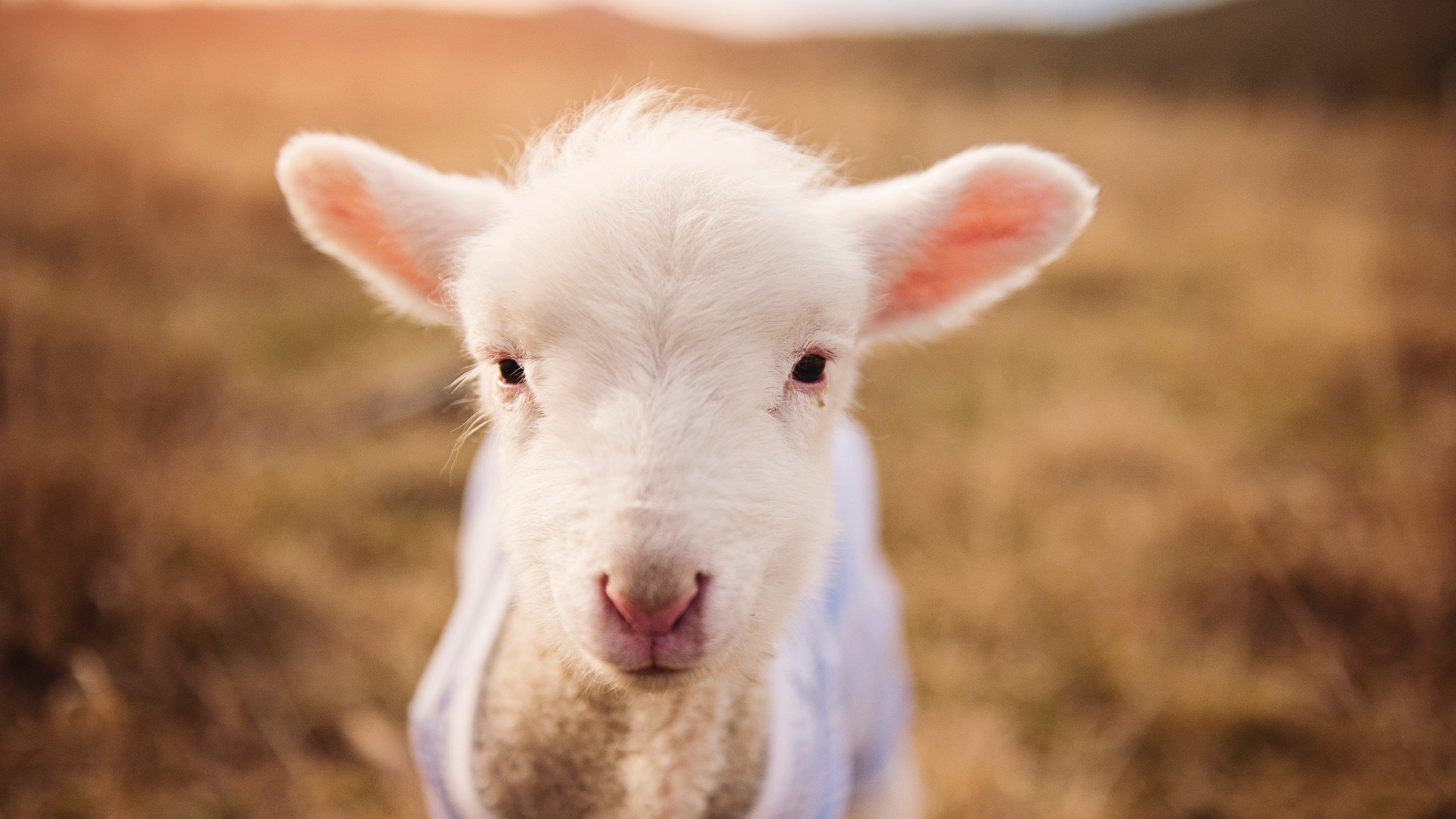 未来赛事：会引起全球关注的创新赛事方案，中国未来重大赛事