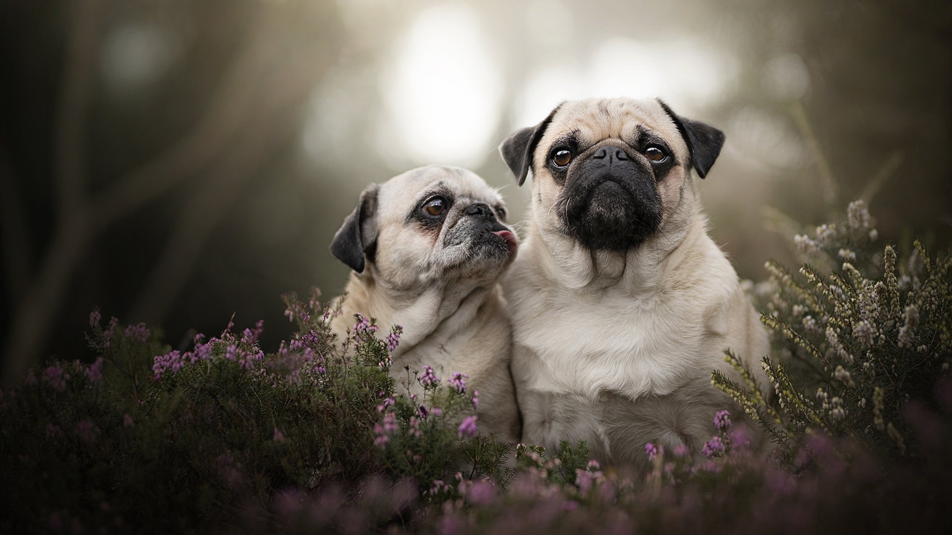 高校篮球开设篮球理论与实践结合课程拓展人才培养,高校篮球发展现状