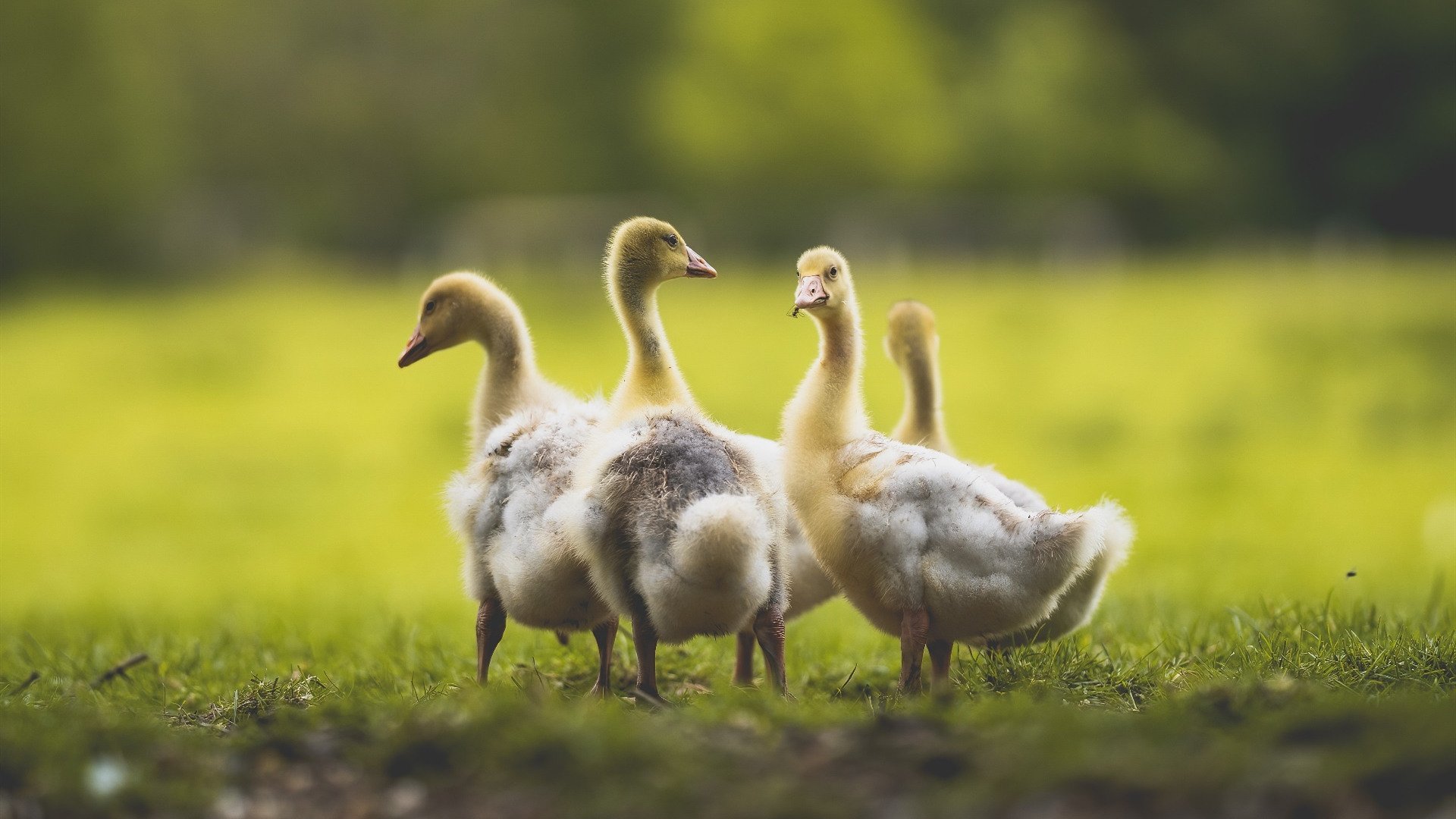 中国男篮苦战四节惜败 球迷鼓励不放弃,中国男篮55分惨败