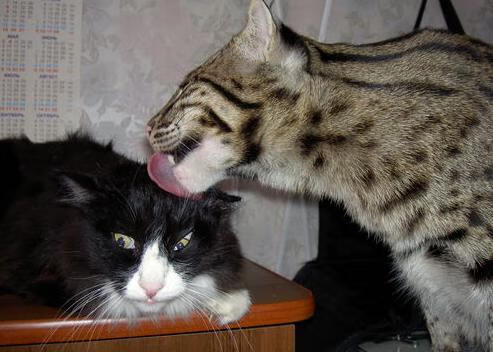 传控型中场是否更适合面对高压对抗型对手,传控打法和防守反击