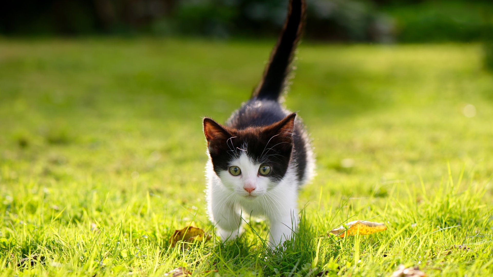 全国残疾人游泳锦标赛打破多项纪录，s6残疾人游泳比赛